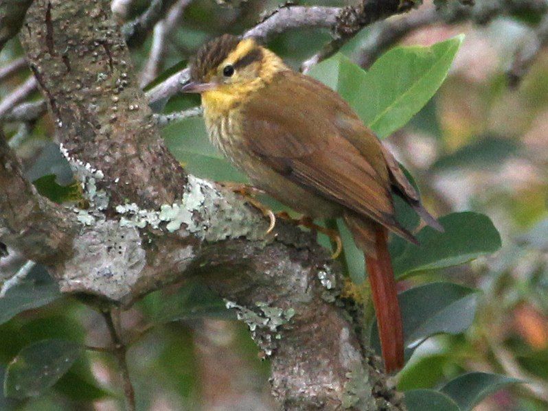 File:Sharp-billed Treehunter.jpg