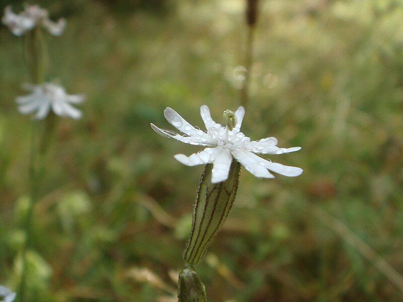 File:Silene italica 1.JPG