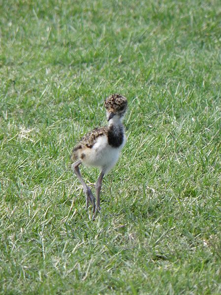 File:Southern lapwing chick.jpg