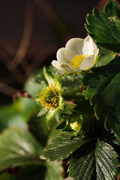 File:Strawberryflowers.jpg