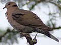 Red-eyed Dove