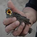 A fledgeling Common Starling, Santa Cruz, New Mexico