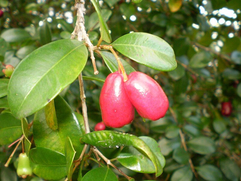 File:Syzygium australe fruit1.JPG