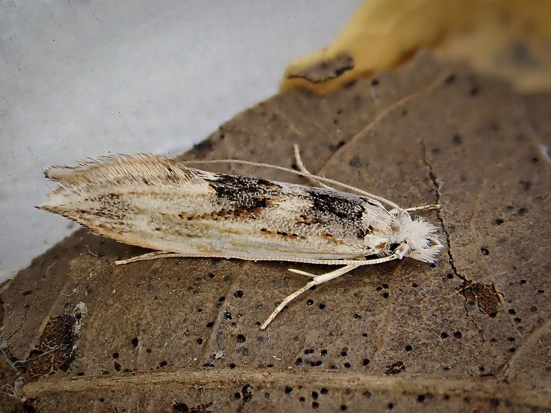 File:Tephrosara cimmeria 120410607.jpg