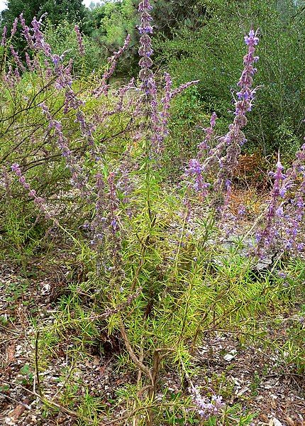 File:Trichostema lanatum 1.jpg