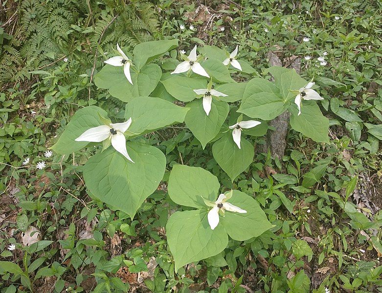 File:Trillium erectum album.jpg