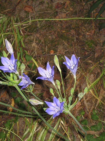 File:Triteleia Koningin Fabiola005.jpg