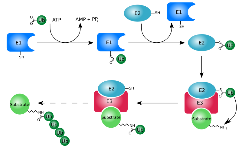 File:Ubiquitylation.svg