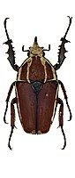 Mecynorhina ugandensis var. maculithorax Tesař