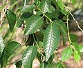 Foliage of Siberian Elm in Alma Park, St Kilda, Victoria