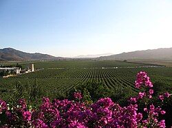 Valle de Guadalupe