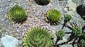 Aloe Polyphylla group