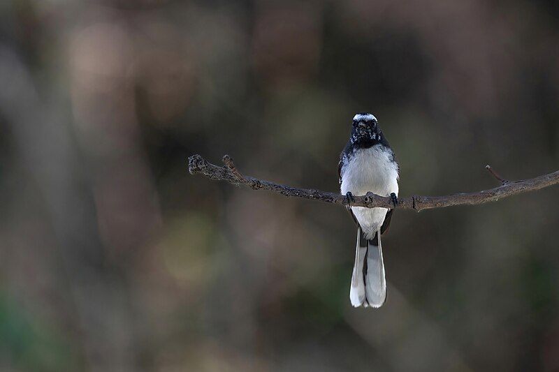 File:White-browed Fantail.jpg