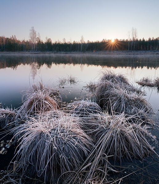 File:Світанок на болоті.jpg