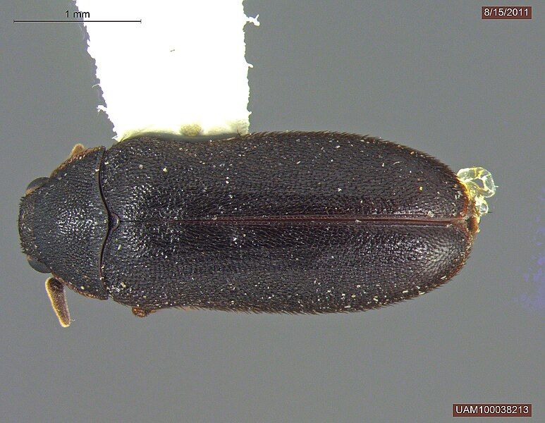 File:2011-08-15-UAM100038213-Pseudohadrotoma perversa-dorsal(25x)b.jpg