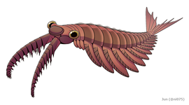 Anomalocaris (Radiodonta)