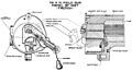 Drawing showing the Nordenfelt eccentric screw breech mechanism of the 75 mm Field Gun Model 1897 M1 (US designation)