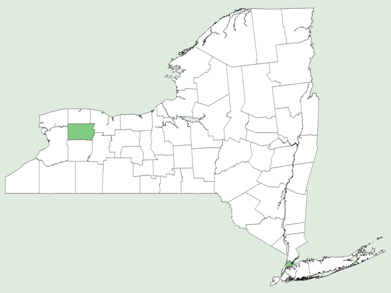 File:Acanthospermum hispidum NY-dist-map.png