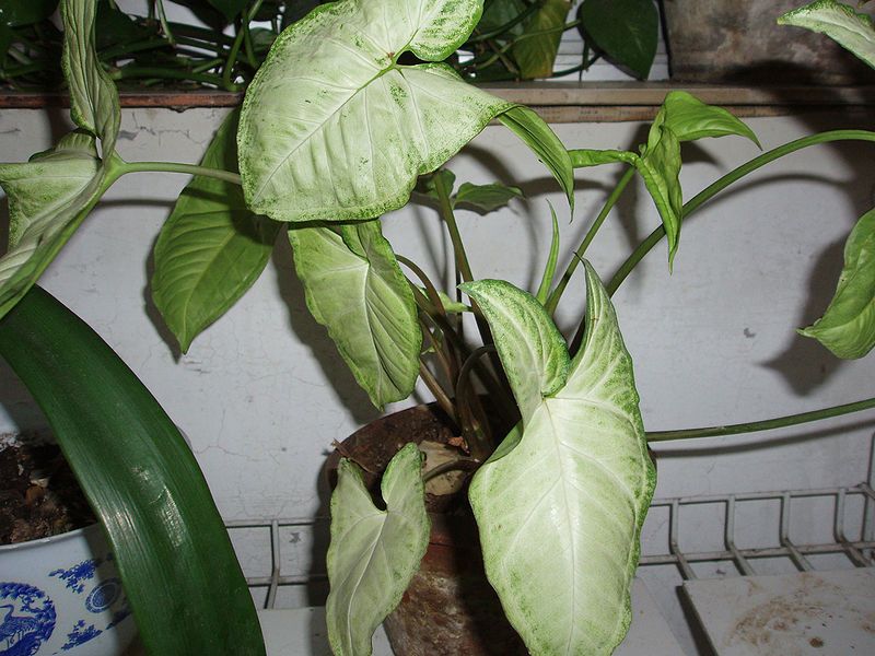 File:Alocasia.jpg