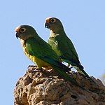 A green parrot with a yellow underside and eye-spots, an orange forehead, and blue-tipped wings