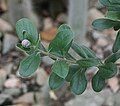 Flowering shoot of A. macbrideana in bud, Dresden Botanical Garden