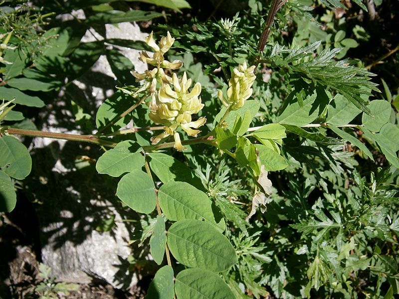 File:Astragalus glycyphyllos 001.jpg