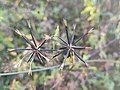 Needle-like seeds, hence the name "Spanish Needle". Each bearing three to four barbed spikes to facilitate propagation.