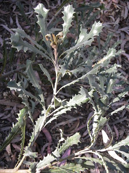 File:Banksia cf caleyi.JPG