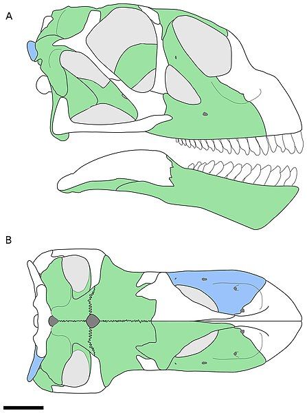 File:Bellusaurus-fig1-recon.jpg