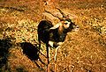 Image:Blackbuck Antelope.jpg