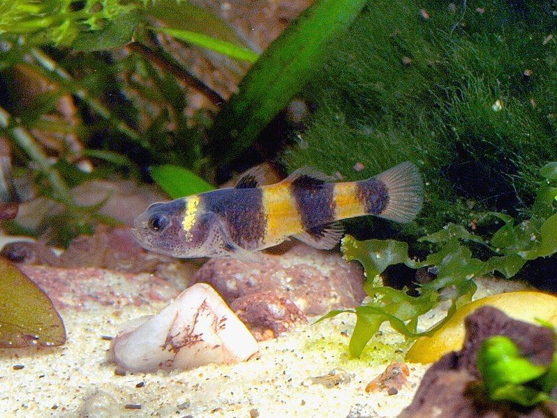 File:Brachygobius xanthozonus.jpg