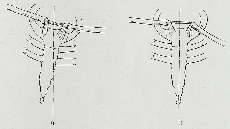 File:Braus 1921 145.png