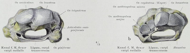 File:Braus 1921 199.png