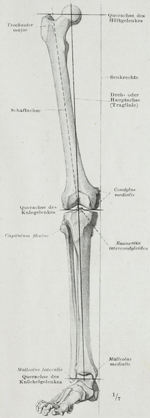 File:Braus 1921 268.png