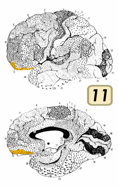 File:Brodmann Cytoarchitectonics 11.png