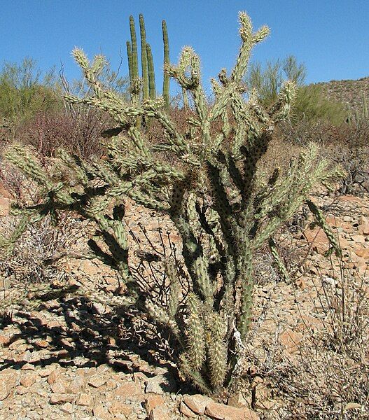 File:Buckhorn Cholla.JPG