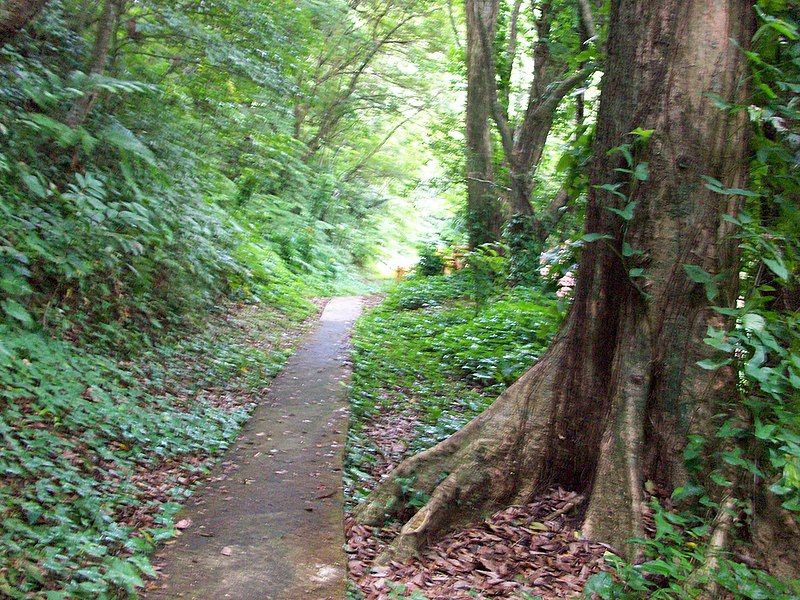 File:Bulusan Lake Trail.jpeg