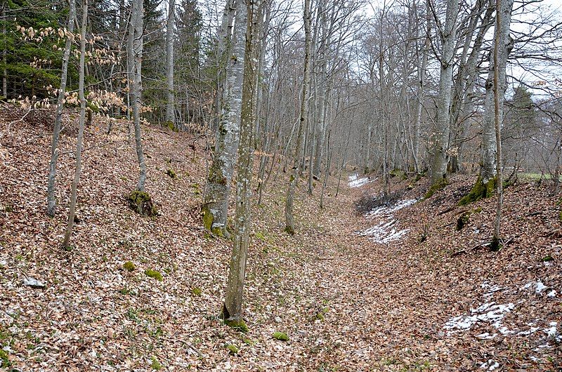 File:Burg Gräbelesberg, Wallgraben.jpg