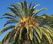 P. canariensis fruit in Northern Florida