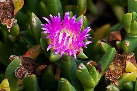 Carpobrotus rossii, by JJ Harrison