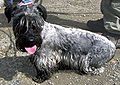 Cesky Terrier