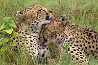 Two cheetahs licking each other