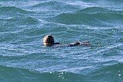 Marine otter near Puñihuil