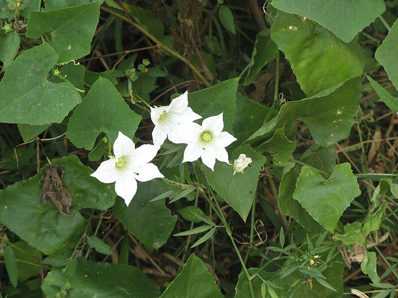 File:Coccinia grandisRHu1.JPG