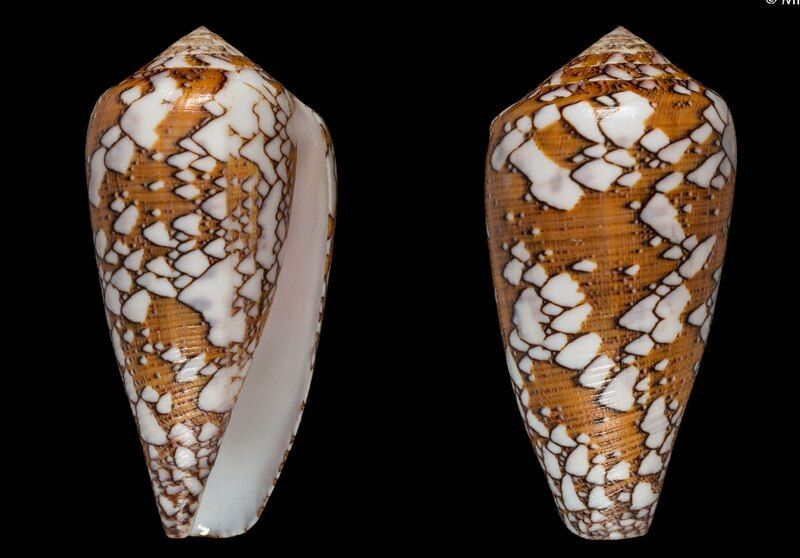 File:Conus rosiae 002.jpg