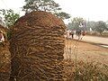 A mound of cow dung in Chhattisgarh, India