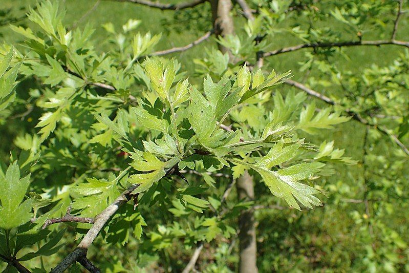 File:Crataegus microphylla kz02.jpg