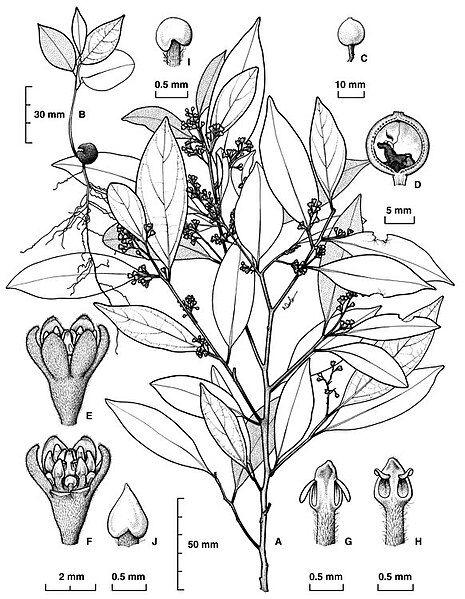 File:Cryptocarya smaragdina.jpg