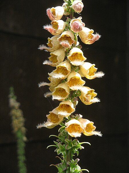 File:Digitalis ferruginea close-up4.jpg