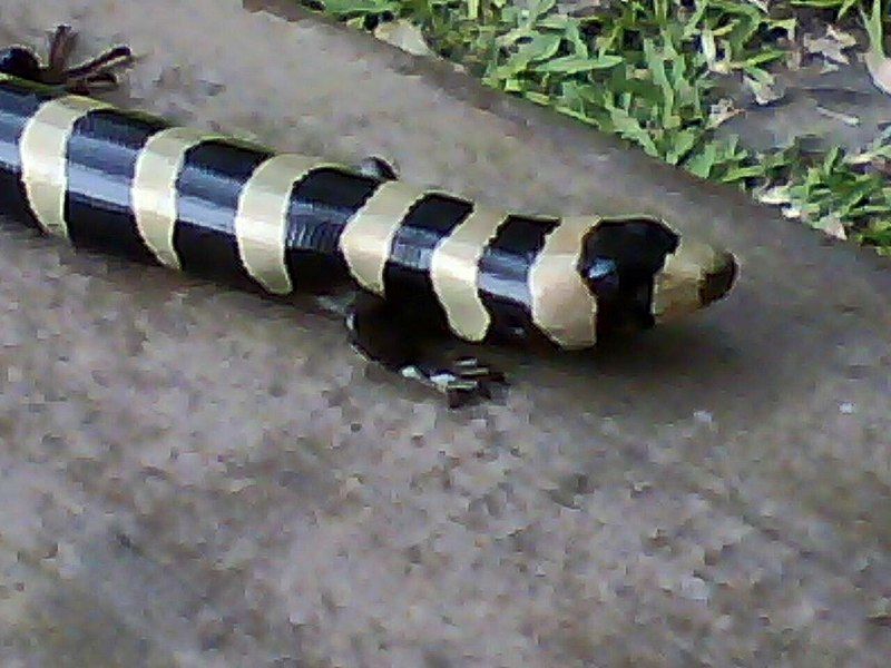 File:Diploglossus fasciatus 3151808.jpg